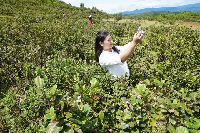 Đồi sim tím trên thảo nguyên rộng hơn 20 ha ở Quảng Ngãi, Sim Thiên Sơn, Rượu Vang Sim rừng Măng Đen, Rượu Vang Sim, Rượu Sim, Rượu Vang, Vang Sim, Vang Sim Rừng, Măng Đen, Đắk Long, Kon Plông, Kon Tum