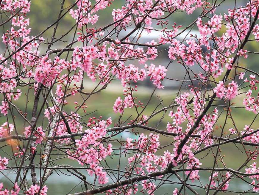 Hoa mai anh đào khoe sắc ở Măng Đen - Kon Tum