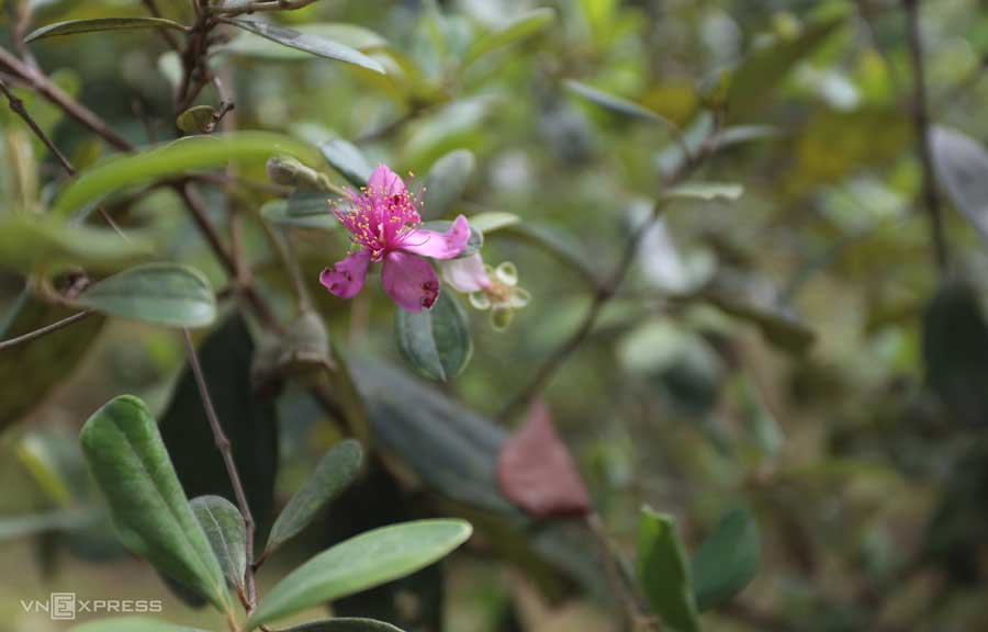 Thu hoạch mùa sim chín