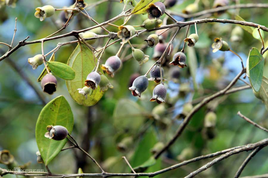 Thu hoạch mùa sim chín