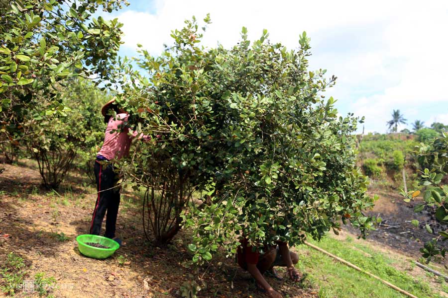 Thu hoạch mùa sim chín