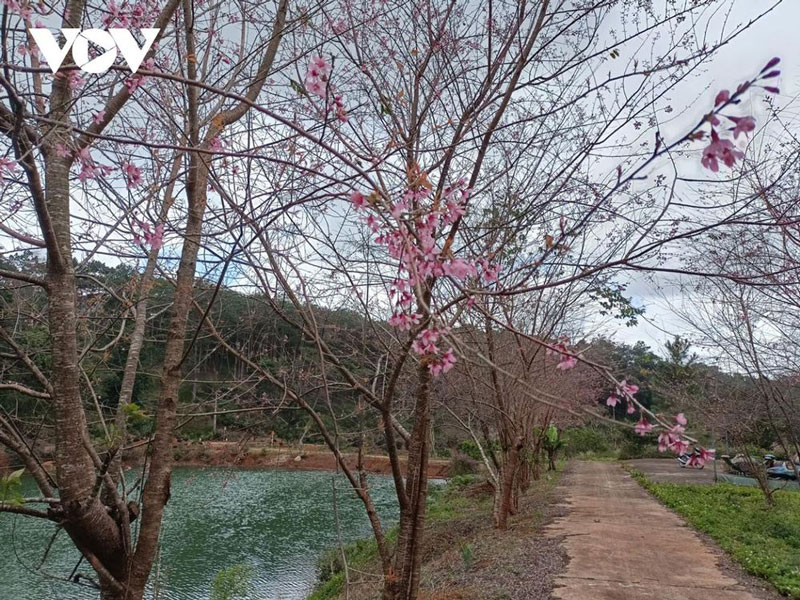 mùa xuân, năm mới, 2022, hoa anh đào, điểm du lịch, cao nguyên, Măng Đen, Kon tum