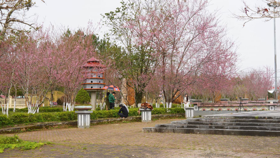 mùa xuân, năm mới, 2022, hoa anh đào, điểm du lịch, cao nguyên, Măng Đen, Kon tum