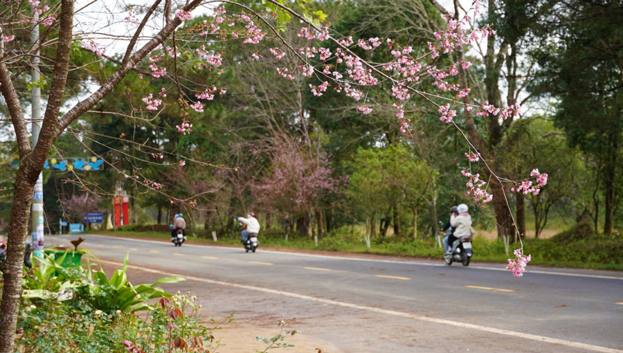 mùa xuân, năm mới, 2022, hoa anh đào, điểm du lịch, cao nguyên, Măng Đen, Kon tum