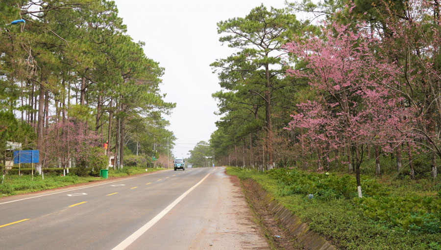 mùa xuân, năm mới, 2022, hoa anh đào, điểm du lịch, cao nguyên, Măng Đen, Kon tum