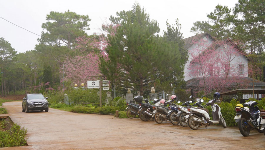 mùa xuân, năm mới, 2022, hoa anh đào, điểm du lịch, cao nguyên, Măng Đen, Kon tum