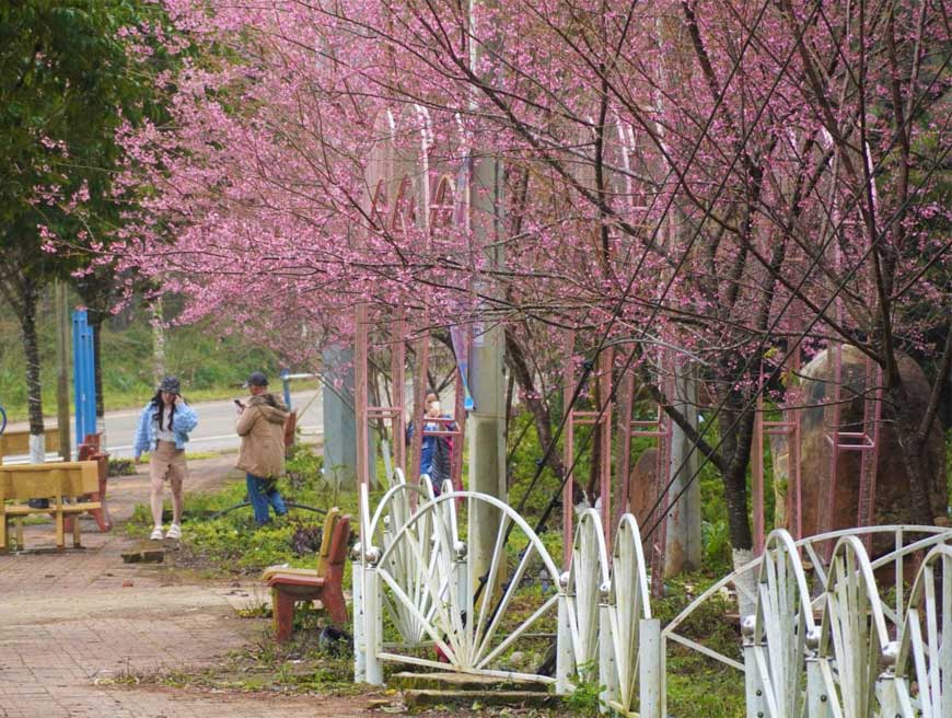 Đầu năm mới thưởng lãm hoa anh đào trên cao nguyên Măng Đen Kon tum