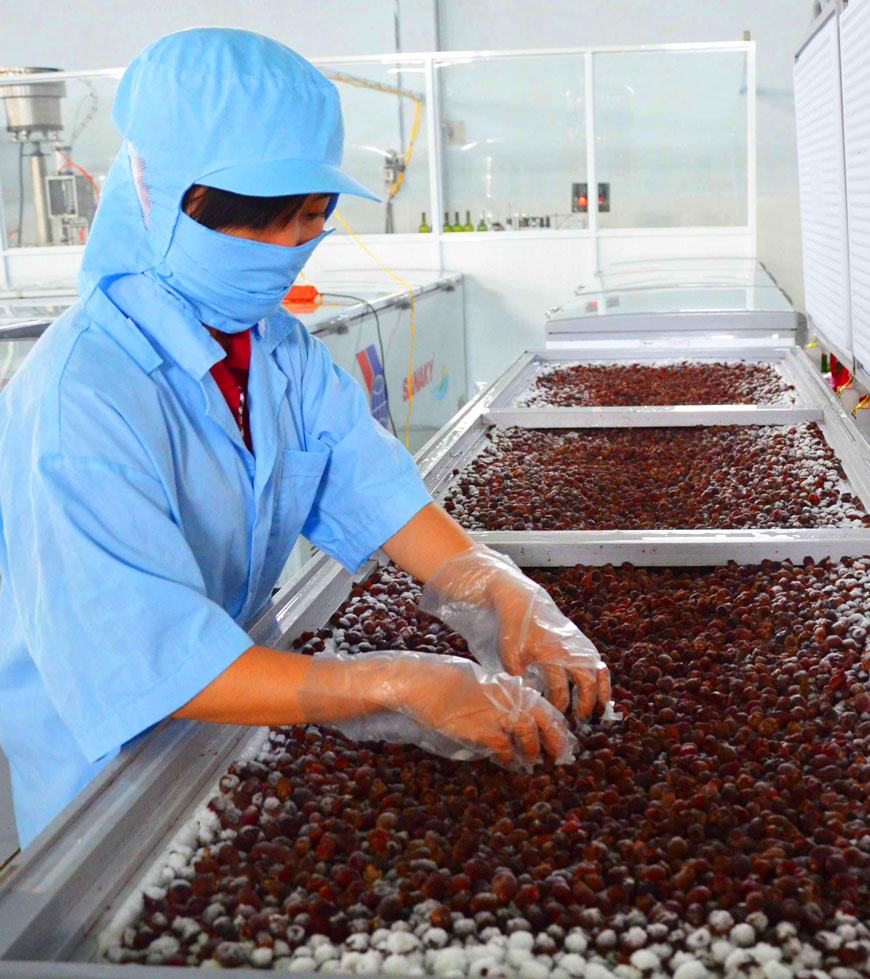 Sim tươi được trữ trong tủ cấp đông làm nguyên liệu chế biến quanh năm Sim tươi được trữ trong tủ cấp đông làm nguyên liệu chế biến quanh năm